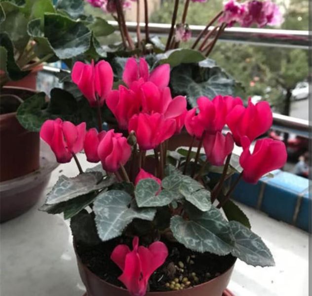 冬天开的花有哪些「冬天开的花有哪些 常见」_6